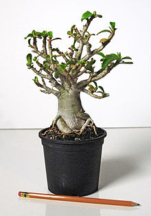bonsai 4 me species guide