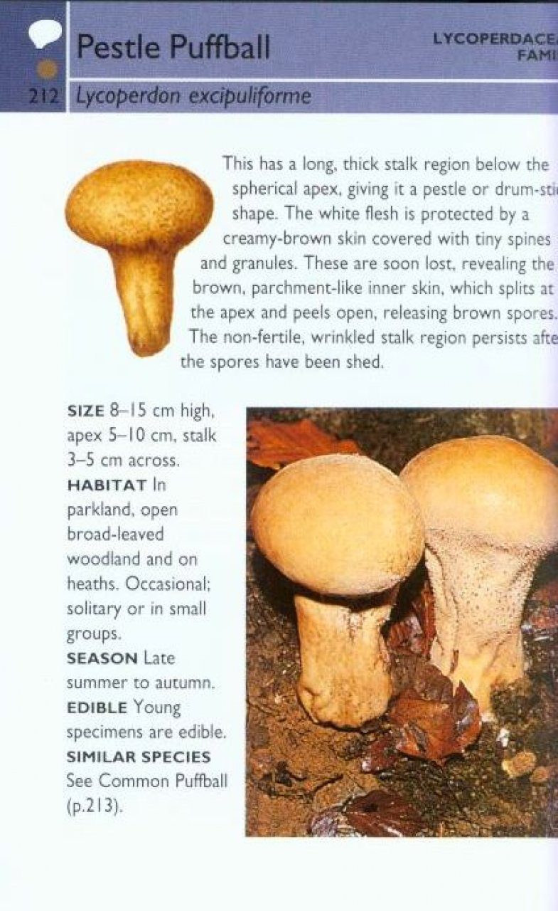 collins guide to mushrooms and toadstools
