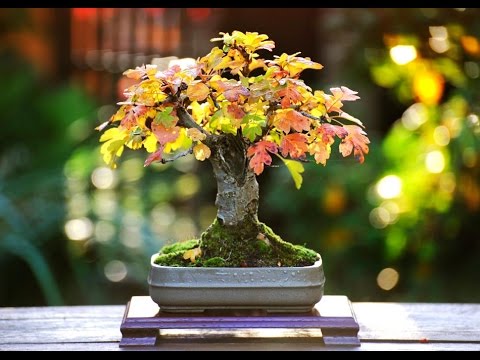 bonsai 4 me species guide