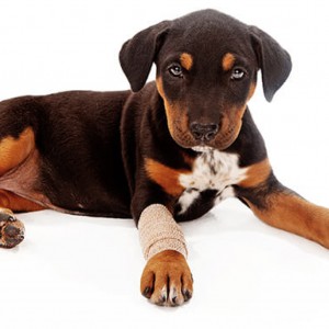 pet first aid guide rspca