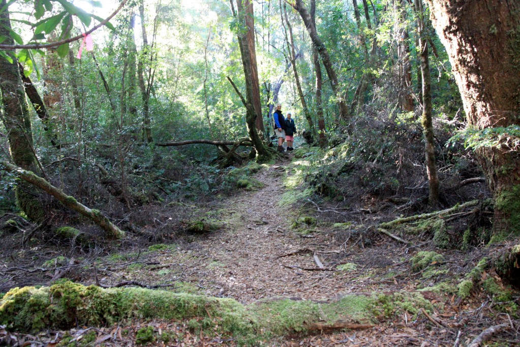 south coast track tasmania guided walk