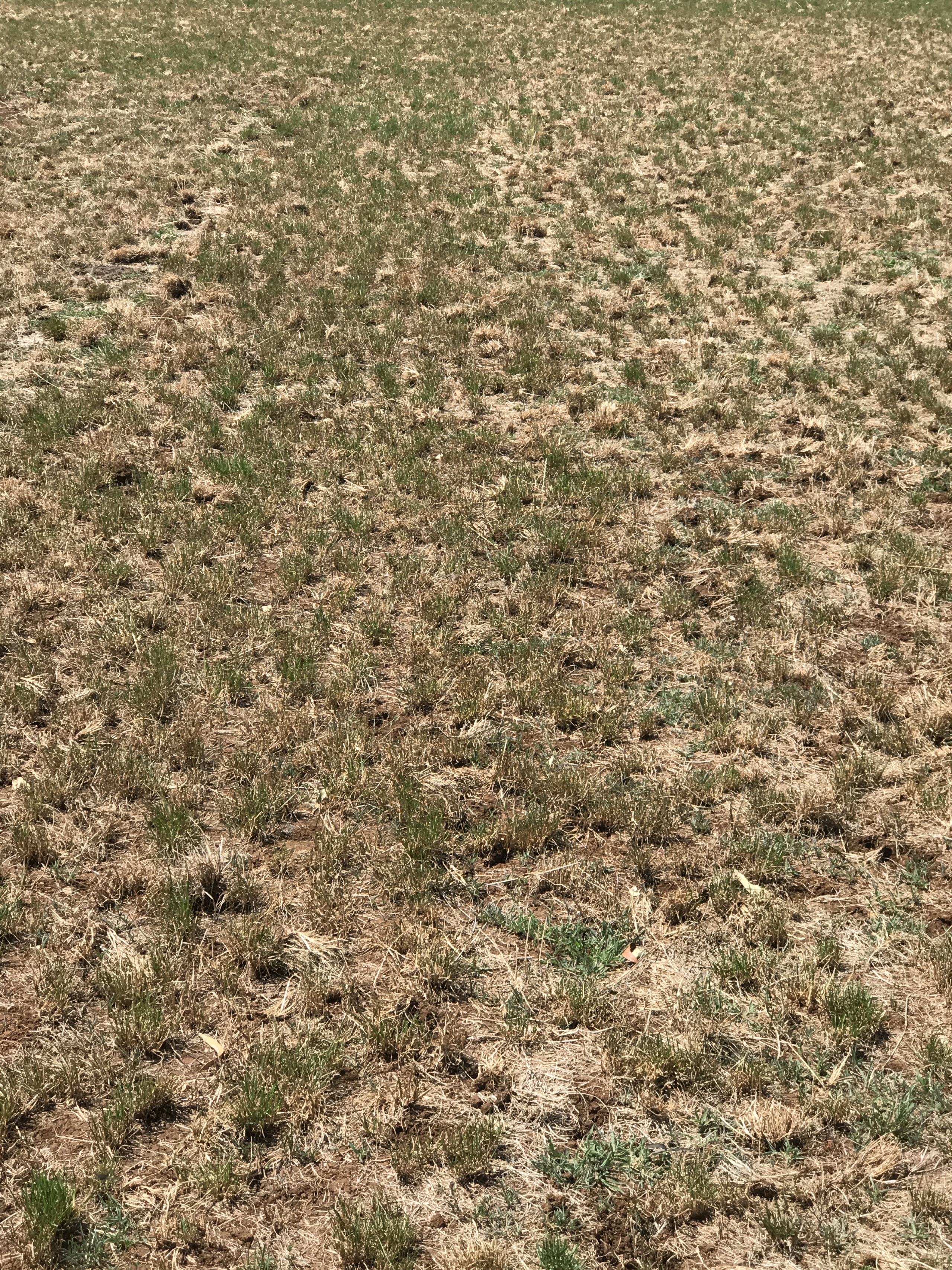 weed control in lucerne and pastures guide