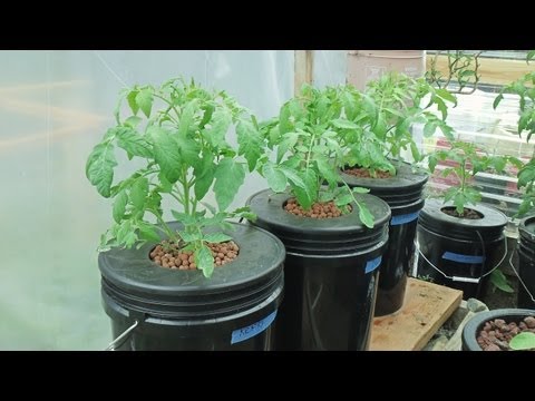 guide to hydroponic vegetable production