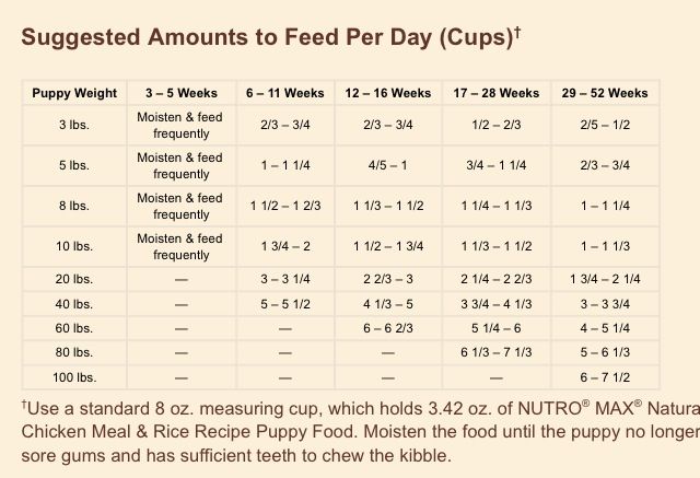 fish for dogs feeding guide