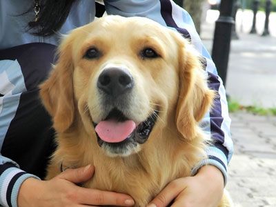 how guide dogs help the blind